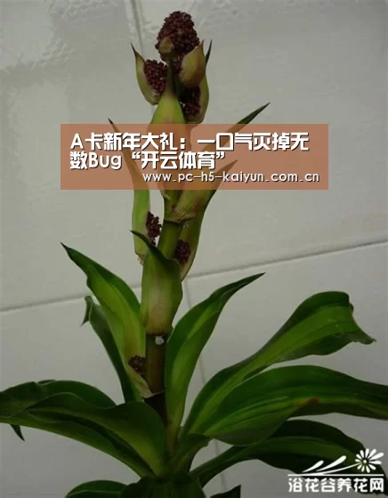 开云体育